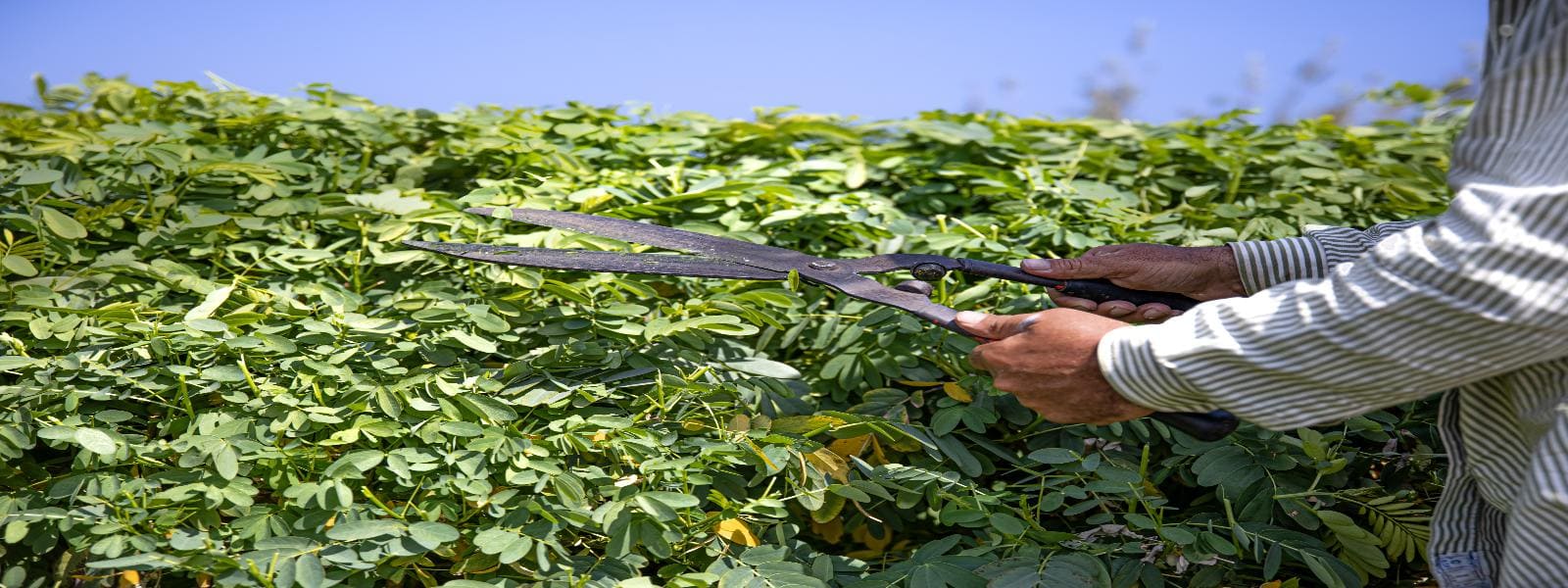 Professional Knotweed Eradication