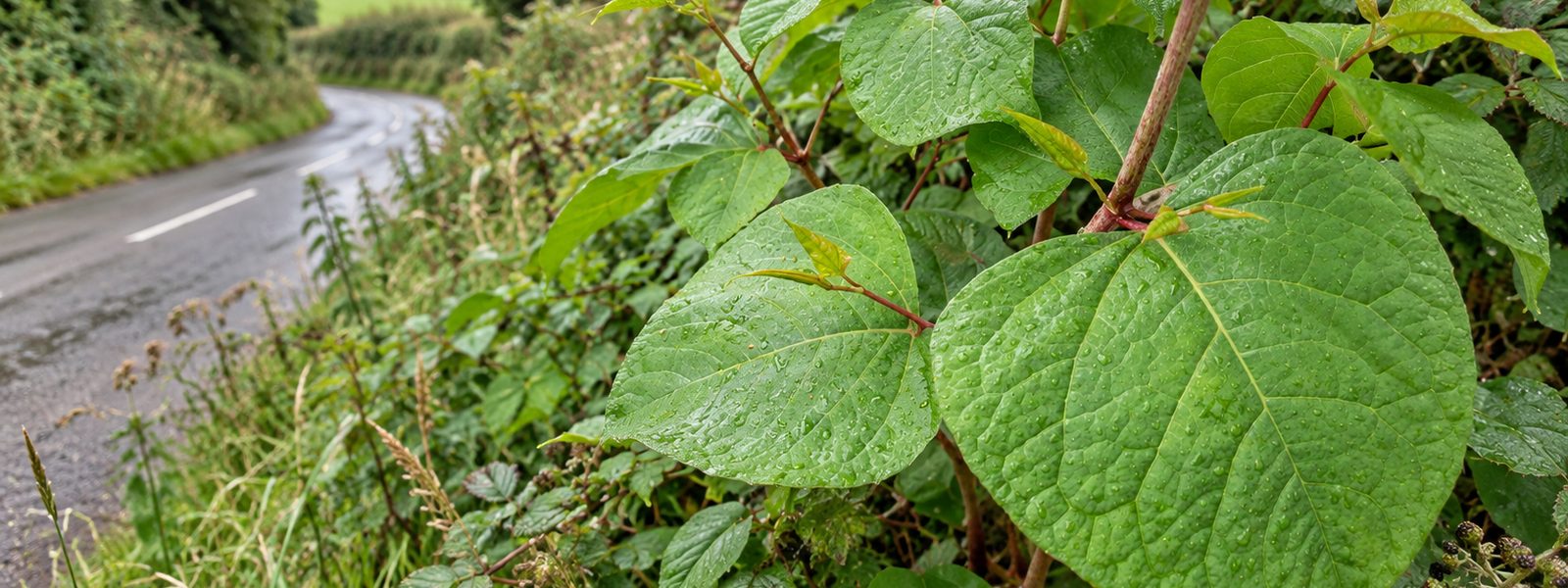 Knotweed Eradication in the South East Knotweed Eradication in the South East